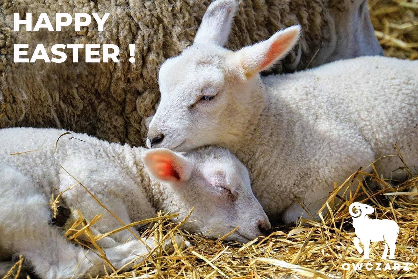 Happy Easter from Owczarz - wool products